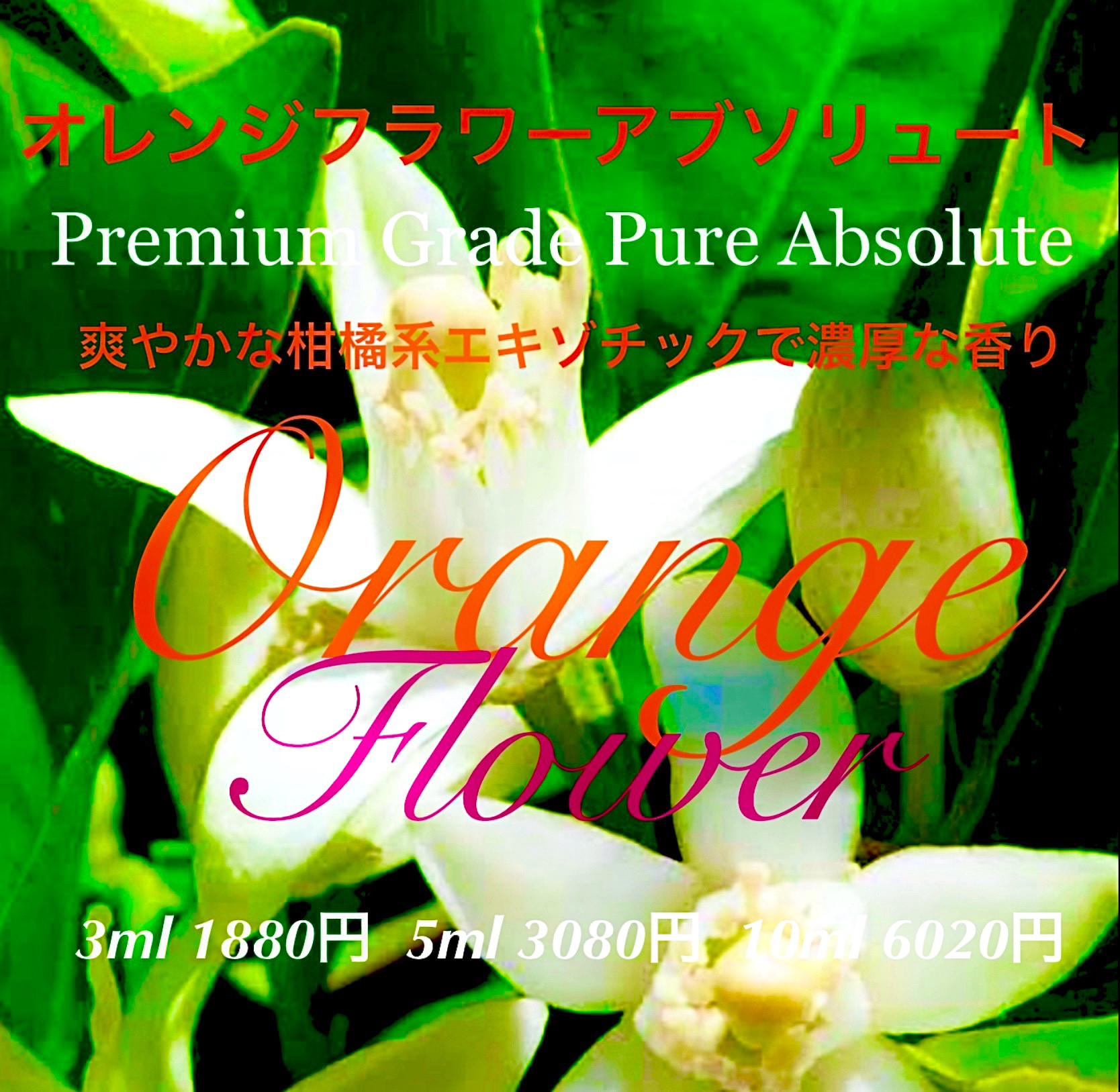 Orange Blossom｜オレンジブロッサム – Earth & Pure
