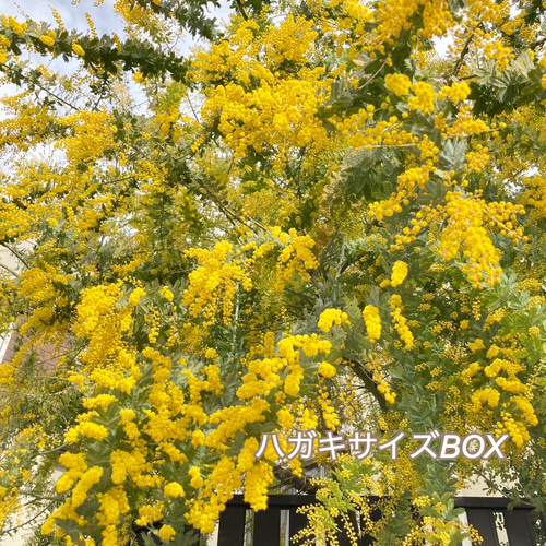 うちのミモザ譲ります。《花先5〜7㌢》ハガキサイズ ※3/6現在ほぼ満開