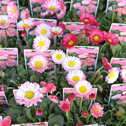 花苗 イングリッシュラベンダー セリーヌ 3.5号 多年草 ハーブ