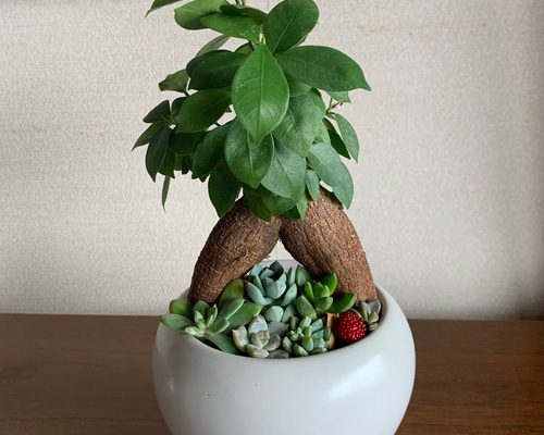 きゅーとん様　多肉植物 ホワイトクイーン 🤍👑 全肥料抜けた！って色だ🥰可愛い