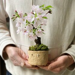 【2024年開花終了】桜・・・そう聞くだけで心和む景色を貴方のもとへ【旭山桜の盆栽真山茜トリ鉢）】 2枚目の画像