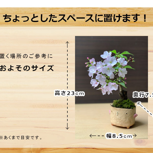 2026年開花終了】桜・・・そう聞くだけで心和む景色を貴方のもとへ