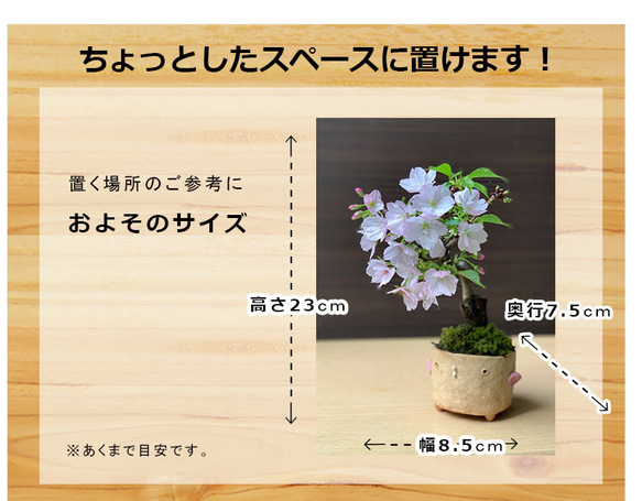 【2024年開花終了】桜・・・そう聞くだけで心和む景色を貴方のもとへ【旭山桜の盆栽真山茜トリ鉢）】 3枚目の画像