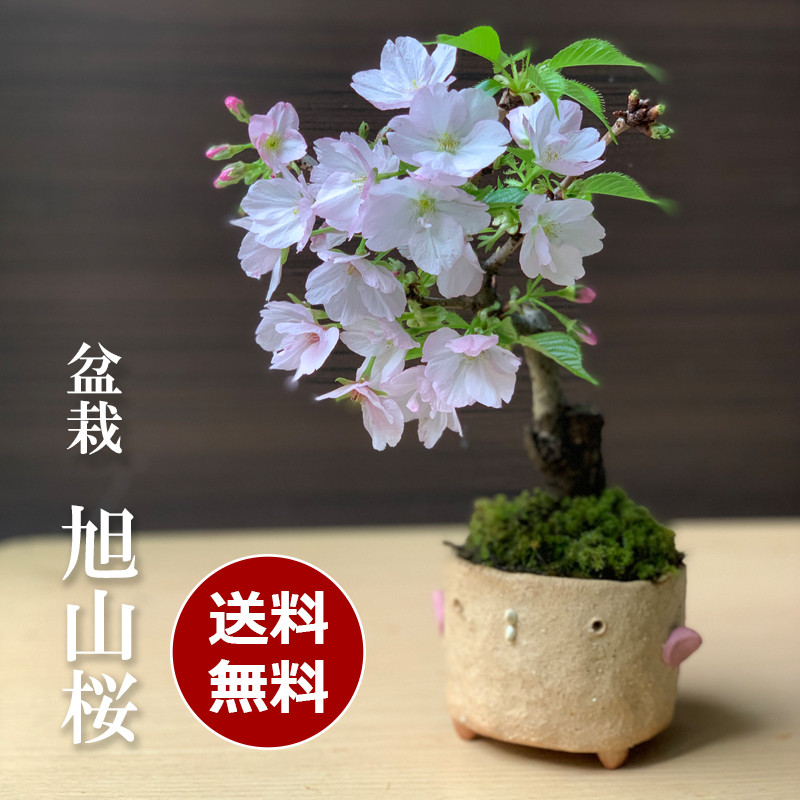 桜・・・そう聞くだけで心和む景色を貴方のもとへ【旭山桜の盆栽真山茜トリ鉢）】