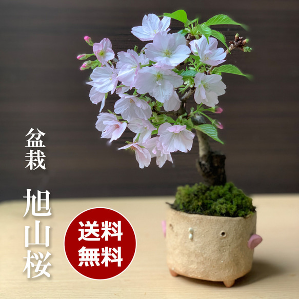 【2024年開花終了】桜・・・そう聞くだけで心和む景色を貴方のもとへ【旭山桜の盆栽真山茜トリ鉢）】 1枚目の画像