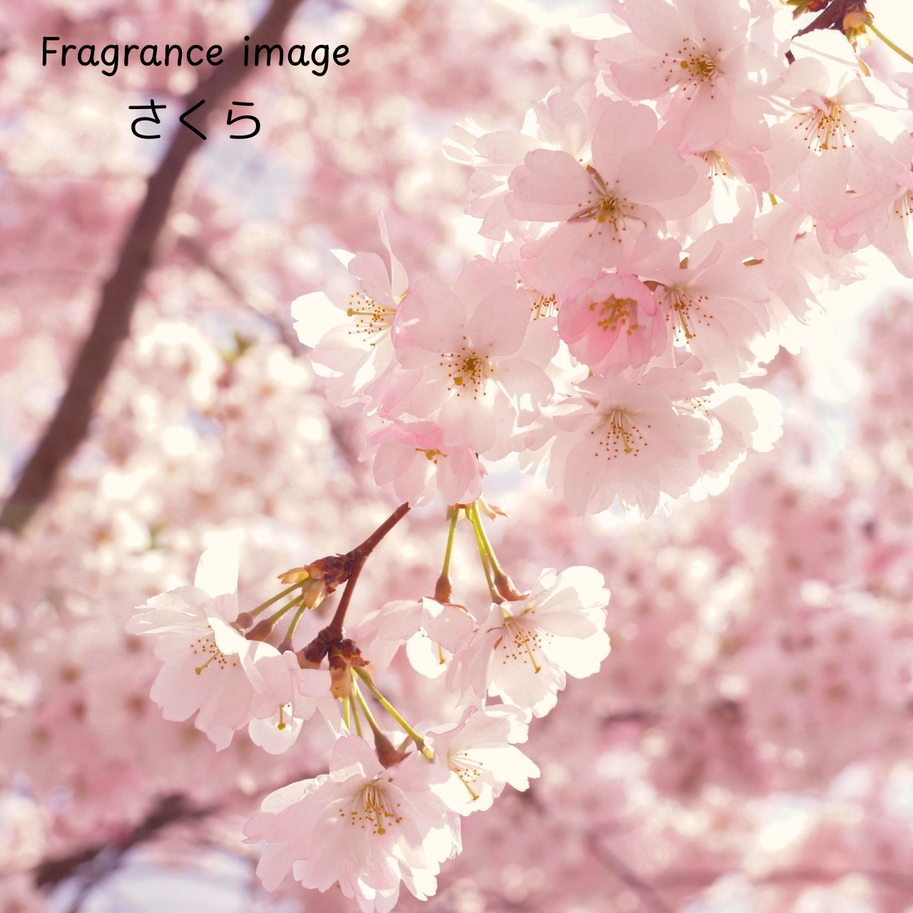 【春限定】 さくら MLサイズ ボタニカルキャンドル