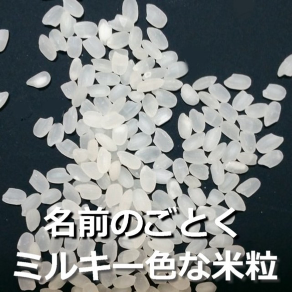 新米 ミルキークイーン 10kg お米 無洗米 白米 玄米 令和5年 栃木県産 低農薬 減化学肥料 米 こめ コメ 贈答 8枚目の画像