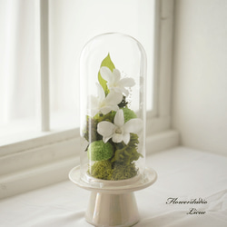 仏花】 ガラスドーム入り デンファレとマム 全てプリザーブドフラワー