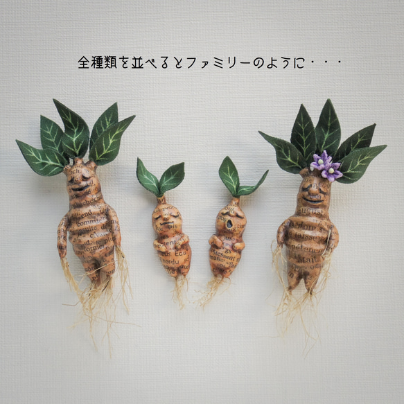 夢見るマンドレイクのブローチ（ボックス付き） 9枚目の画像