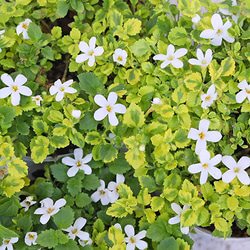 希少　カシワバゴムノキ　バリエガータ　斑入り　5号株 2025年最新】カシワバゴムノキ斑入りの人気アイテム - メルカリ