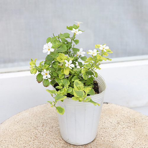 花苗 斑入り バコパ ライムバリエガータ エンジェルフロー 2.5号ポット