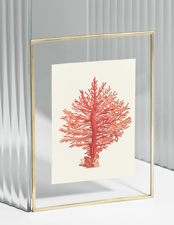 【NO.48】赤珊瑚インテリアアートポスター☆コーラル海の生き物マリンヴィンテージレトロ夏★ハガキ2LA4A3A2A1 1枚目の画像