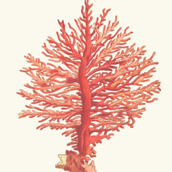 【NO.48】赤珊瑚インテリアアートポスター☆コーラル海の生き物マリンヴィンテージレトロ夏★ハガキ2LA4A3A2A1 2枚目の画像