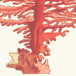 【NO.48】赤珊瑚インテリアアートポスター☆コーラル海の生き物マリンヴィンテージレトロ夏★ハガキ2LA4A3A2A1 4枚目の画像