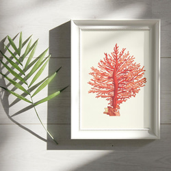 【NO.48】赤珊瑚インテリアアートポスター☆コーラル海の生き物マリンヴィンテージレトロ夏★ハガキ2LA4A3A2A1 5枚目の画像