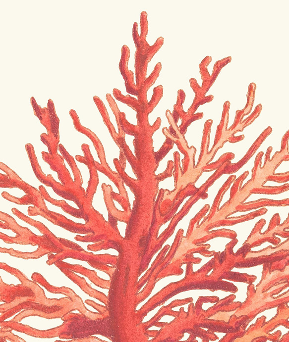 【NO.48】赤珊瑚インテリアアートポスター☆コーラル海の生き物マリンヴィンテージレトロ夏★ハガキ2LA4A3A2A1 3枚目の画像