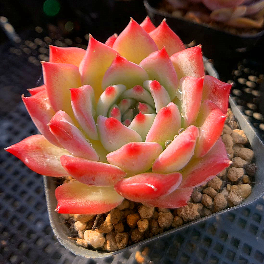 エケベリア　マリア 多肉植物