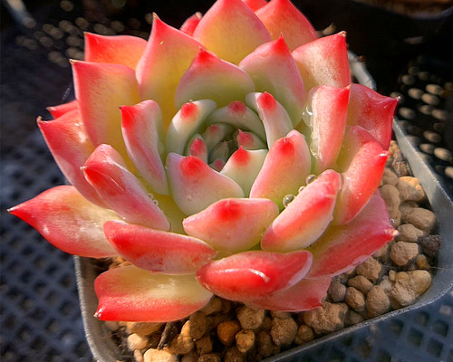 多肉植物 エケベリア　マリア マリア＊エケベリア＊多肉植物＊抜き苗 多肉植物 ＊N＊ 通販