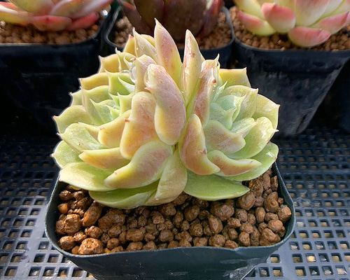 24.多肉植物 寄せ植え エケベリア属 オウンスロー Onslow 抜き苗