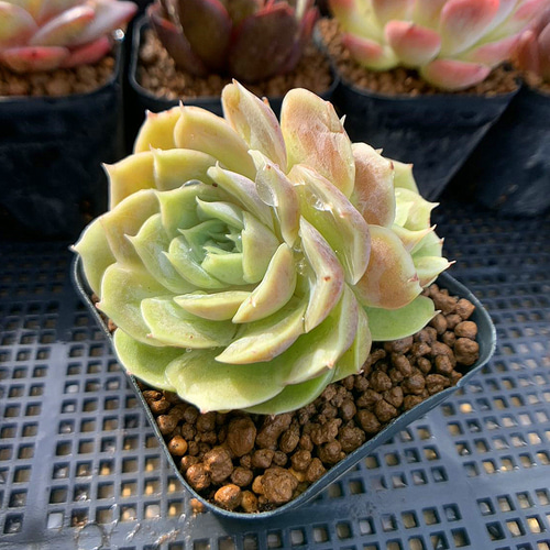 24.多肉植物 寄せ植え エケベリア属 オウンスロー Onslow 抜き苗