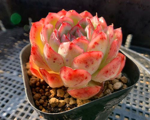 No.449 ❁ストロベリーアイス❁ 抜き苗 多肉植物 寄せ植え 多肉植物 エケベリア ストロベリーアイスクリスタル 7.5cmポット