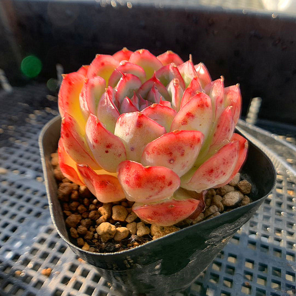 40.多肉植物 寄せ植え エケベリア属 ストロベリーアイス 美苗 人気