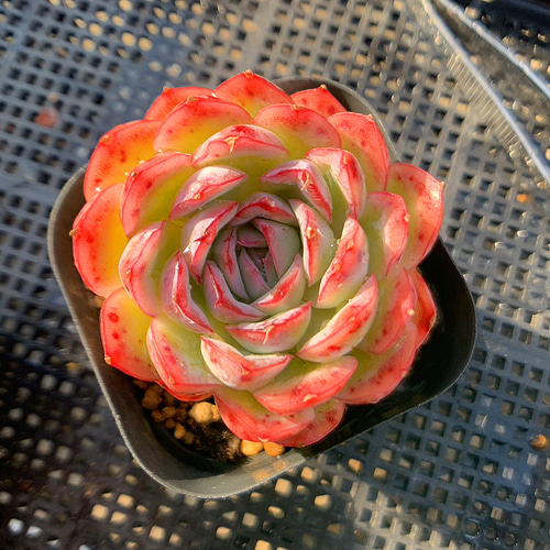 40.多肉植物 寄せ植え エケベリア属 ストロベリーアイス 美苗 人気