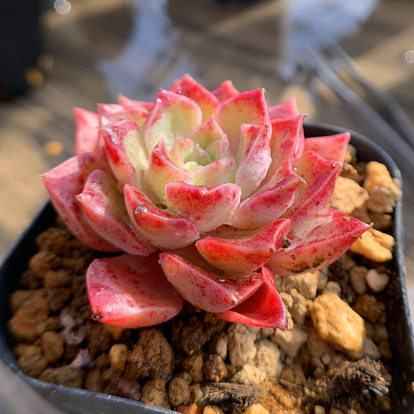 83.農園直売 多肉植物 寄せ植え モヒカンスペシャル 抜き苗 アート