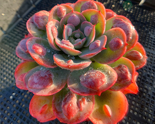 ＋速達　多肉植物　エケベリア　ドロップマディバ　極上ピンク　大きめ ＋速達 多肉植物 エケベリア ドロップマディバ 極上ピンク