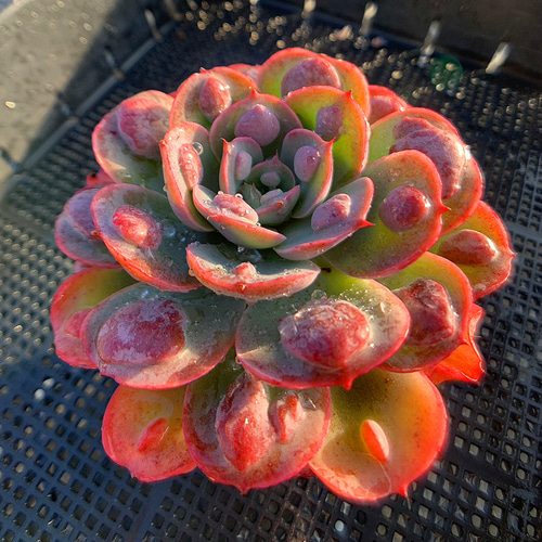 90.多肉植物 観葉植物 エケベリア属 レインドロップ 人気 抜き苗