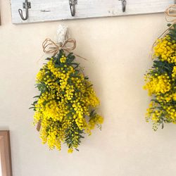 フレッシュミモザのスワッグ❁︎ フレッシュミモザのスワッグ | pianta del fiori