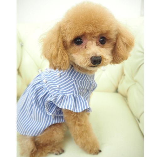ワンピース ブルー 春 ストライプ 極小犬 パピー 小型 犬 猫 ペット 服