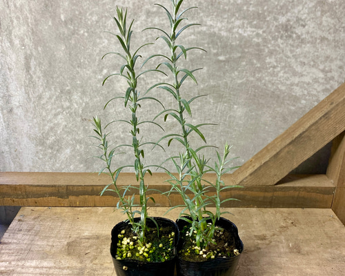 常緑低木 ゴンフォスティグマ 2ポットset アートフラワー plant