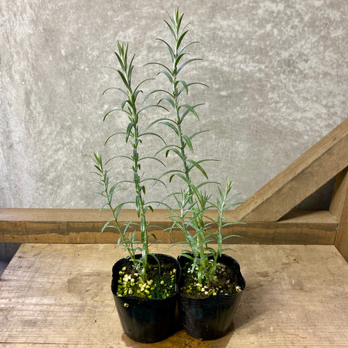 常緑低木 ゴンフォスティグマ 2ポットset アートフラワー plant 常緑低木 ゴンフォスティグマ 2ポットset アートフラワー plant