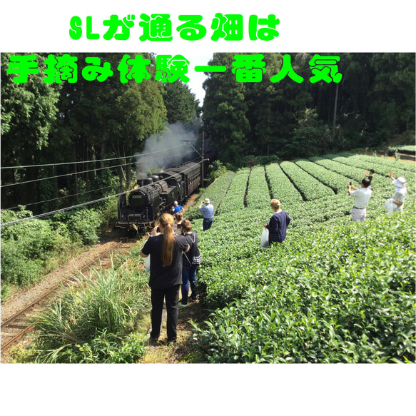 お茶農家13代の逸品深蒸し茶6点セット10ｇ×６種【新茶100％】【全国送料185円】 10枚目の画像