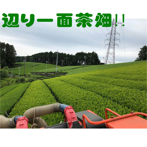 お茶農家13代の逸品深蒸し茶6点セット10ｇ×６種【新茶100％】【全国送料185円】 14枚目の画像