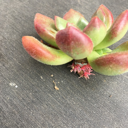 多肉植物☆写真③種セット☆カット苗 4枚目の画像