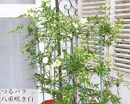 実生株】モッコウバラ鉢植え ⑤ 6年物（モッコウバラ：黄花八重6