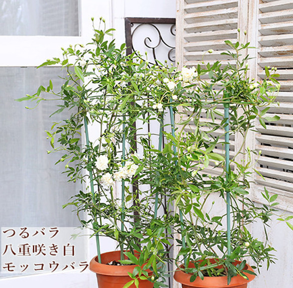 再入荷現品2点 白八重 モッコウバラ 6号ポット 高さ70cm 支柱
