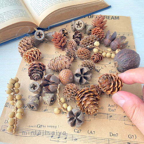 珍しい木の実たちの盛り合わせ ナチュラル 木の実 アソート セット