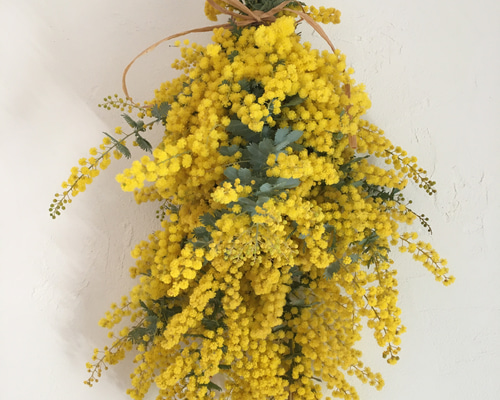 ✿いちごまま✿　ミモザ　生花　ゴールデン トップ　スワッグ　リース ミモザBIGスワッグ(生花) 4/20から発送可能 リース ひなたぼっ子 通販