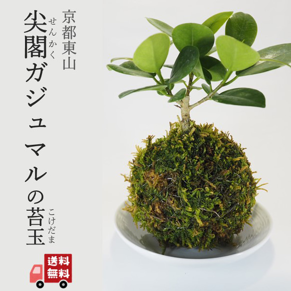 尖閣ガジュマルの苔玉』パンダガジュマル☆風水パワー☆多幸の樹