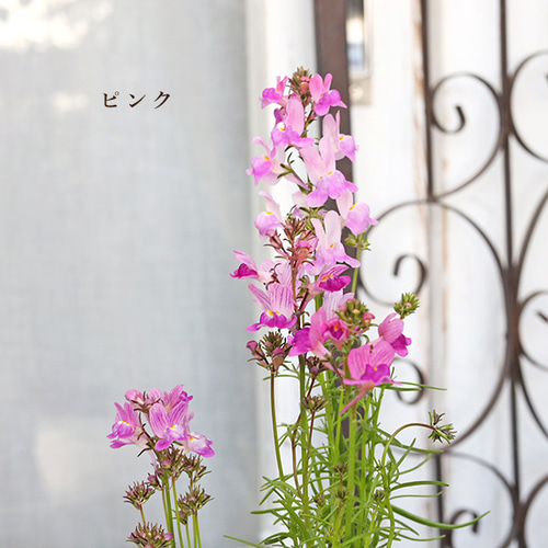 花苗 リナリア グッピー ピンク ホワイト イエロー ローズ パープル