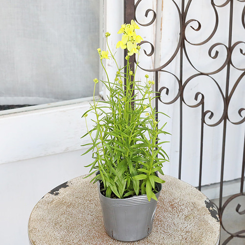 花苗 リナリア グッピー ピンク ホワイト イエロー ローズ パープル