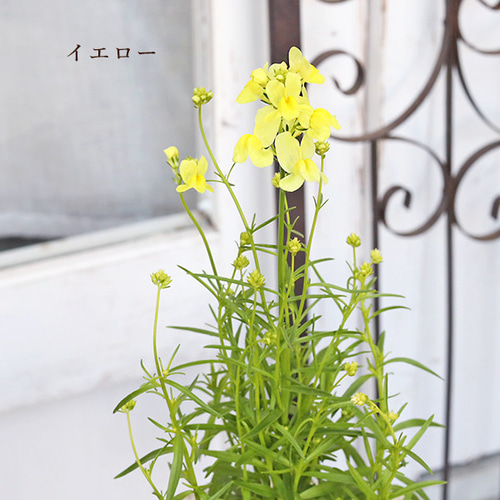 花苗 リナリア グッピー ピンク ホワイト イエロー ローズ パープル