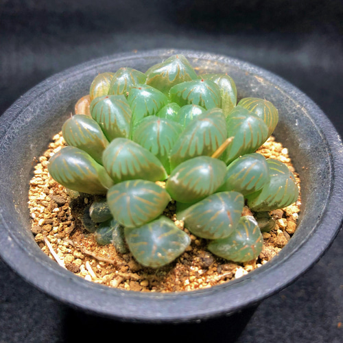 オブツーサ ハオルチア』トゥルンカータ☆大人気☆インテリア☆多肉