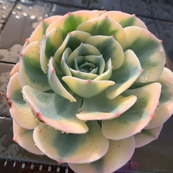 598.多肉植物 寄せ植え アエオニウム属 ブラックロリータ（群