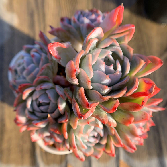 ヴィオラクイーン錦 多肉植物 エケベリア 観葉植物
