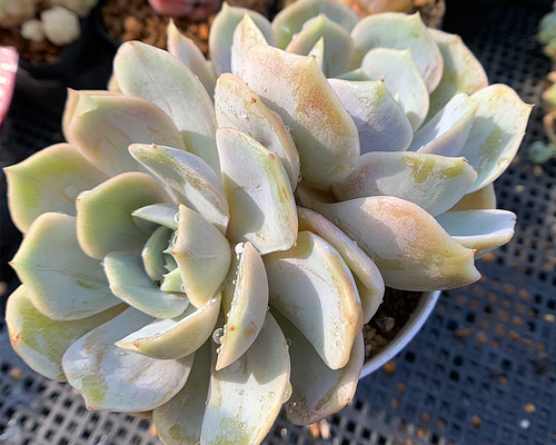 ぴ*け様 A-QS1007-2　ブルーベリー　抜き苗　35株　多肉植物 エケベリ ぴ*け様 A-QS1007-2 ブルーベリー 抜き苗 35株 多肉植物 エケベリ