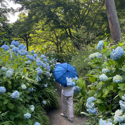 送料無料 ＜少量生産＞ 藍染 綿日傘 Rainy BLUE  雨の日も好き、そんな日傘です　絞り染め 5枚目の画像